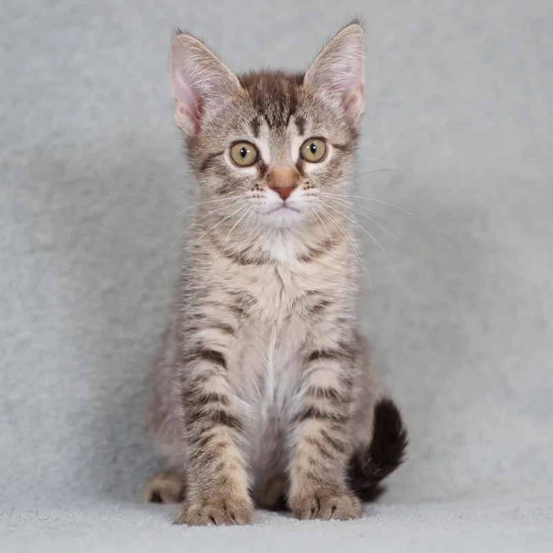 A baby small-sized female Brown / Chocolate Domestic Short Hair cat named Godiva for adoption in Sunnyvale, CA