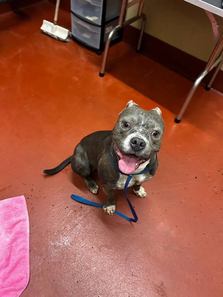 A young medium-sized male Pit Bull Terrier dog named Chuckles for adoption in Douglasville, GA