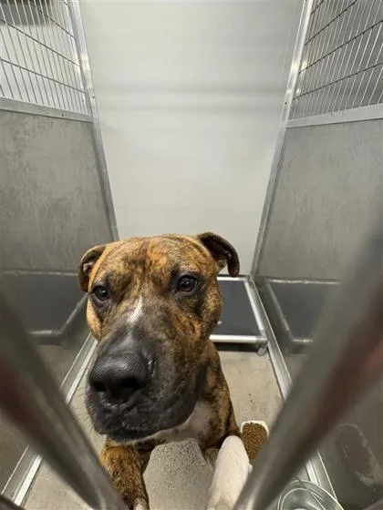 An adult large-sized male Mixed Breed dog named Jimmy Fka Clark for adoption in West Chester, PA