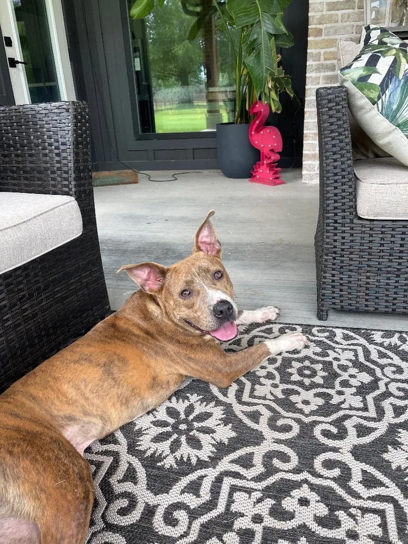 A young medium-sized male Brindle Pit Bull Terrier dog named Curly for adoption in Houston, TX
