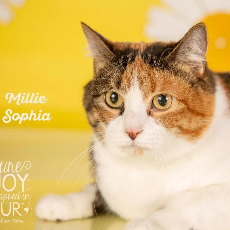 An adult small-sized female Calico Domestic Short Hair cat named Millie Sophia for adoption in Springfield, MO