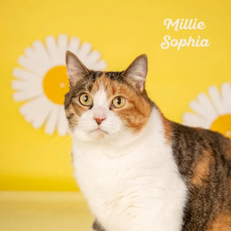 Millie Sophia thumbnail 2