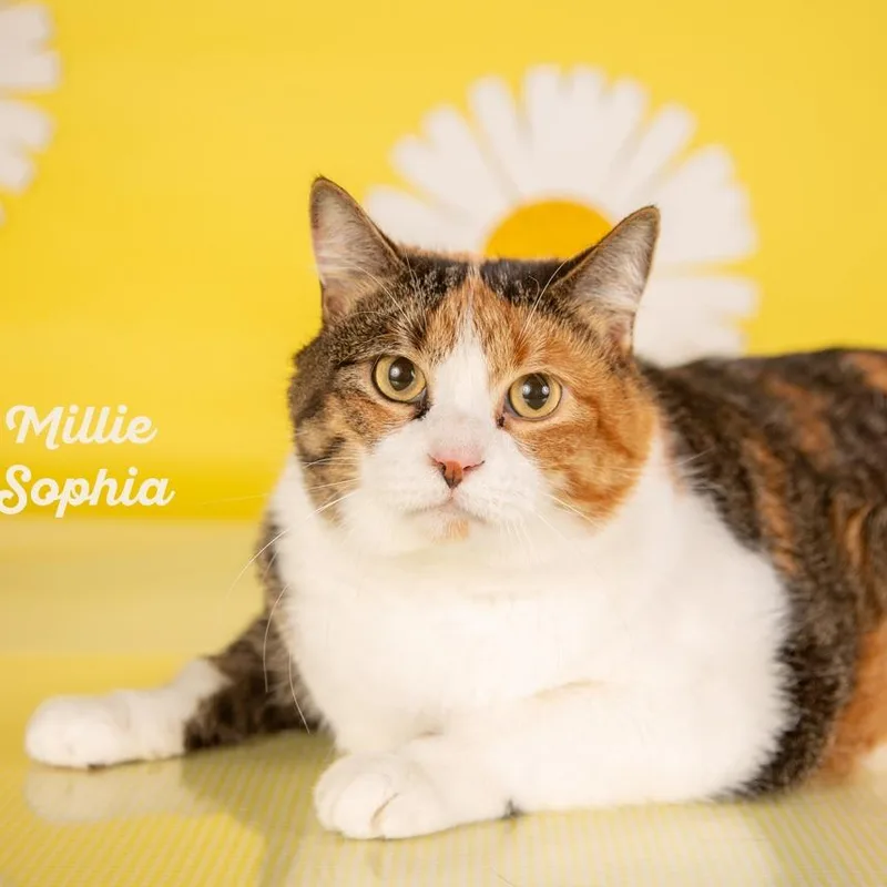Millie Sophia thumbnail 3