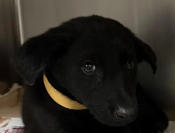 Mc Nugget thumbnail 2