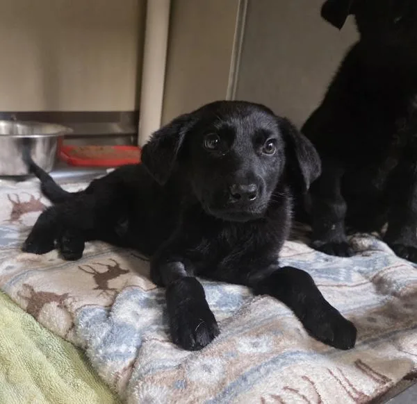 Mc Nugget thumbnail 3