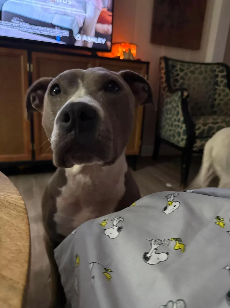 An adult medium-sized female American Staffordshire Terrier dog named Honey for adoption in Oakman, AL