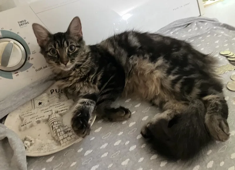 Wilma Jo thumbnail 2