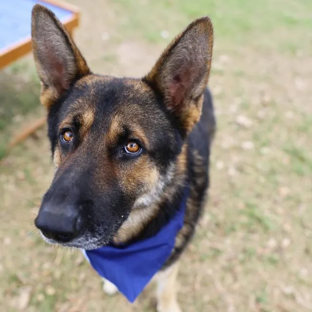 An adult large-sized male German Shepherd Dog dog named Max for adoption in San Antonio, TX