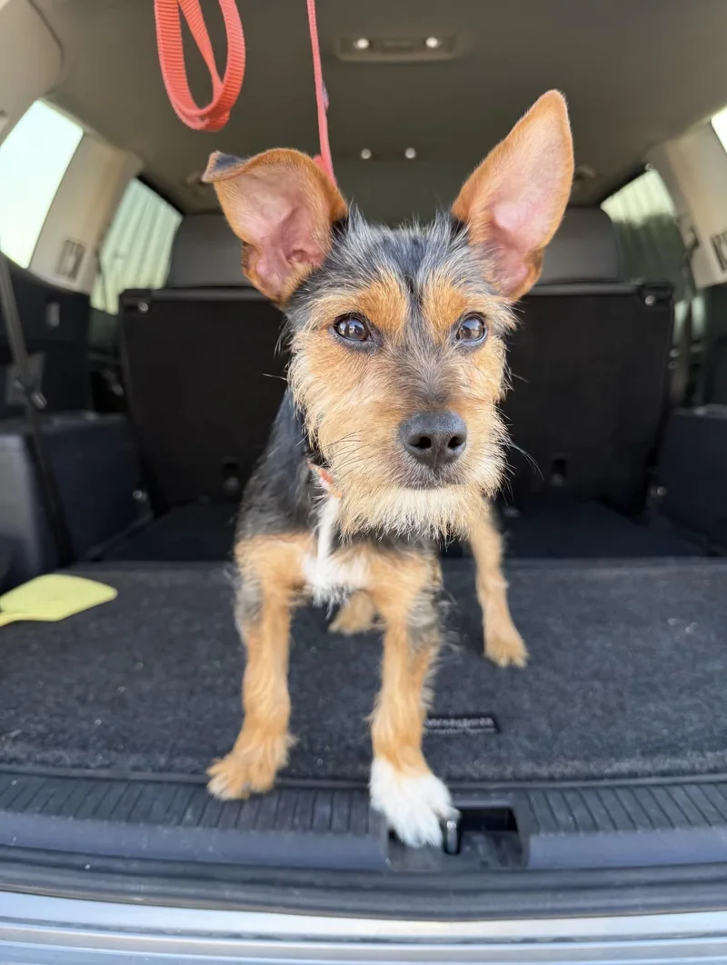 A baby medium-sized male Bicolor Yorkshire Terrier dog named Dutch the Schnorkie  for adoption in Lockhart, TX