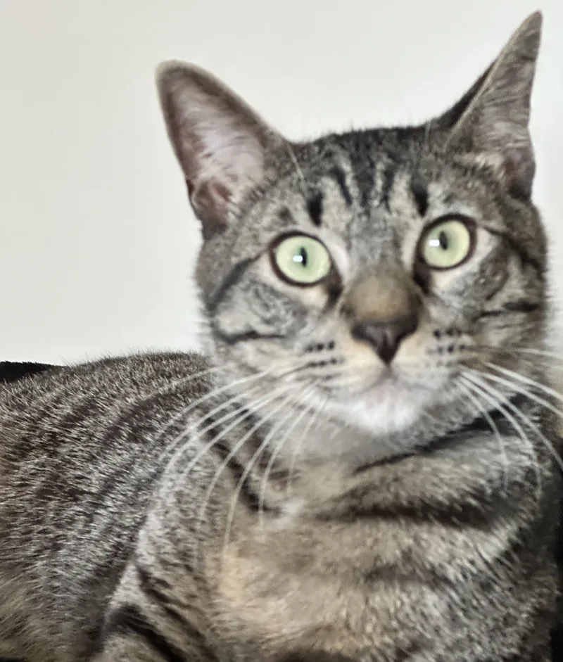An adult large-sized male Gray & White Tabby cat named Max for adoption in Crockett, CA