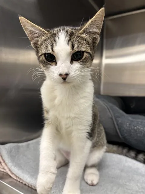 A baby small-sized female Domestic Short Hair cat named Raya for adoption in Fremont, CA