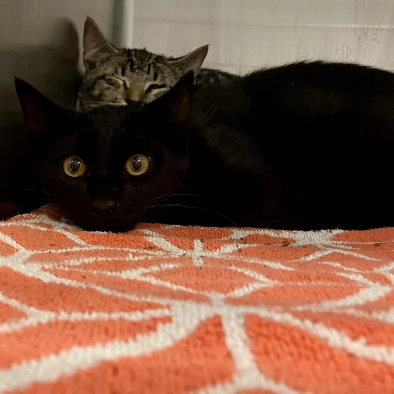 A young medium-sized male Black Domestic Short Hair cat named Zayd for adoption in Port Charlotte, FL