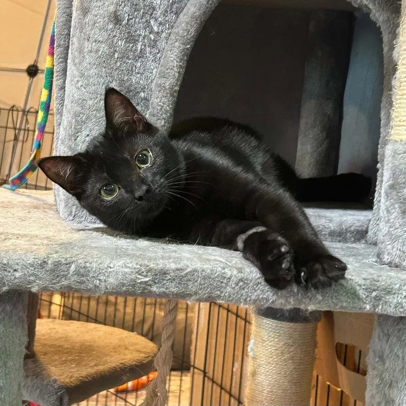 A baby medium-sized female Black Domestic Short Hair cat named Agave for adoption in Candler, NC