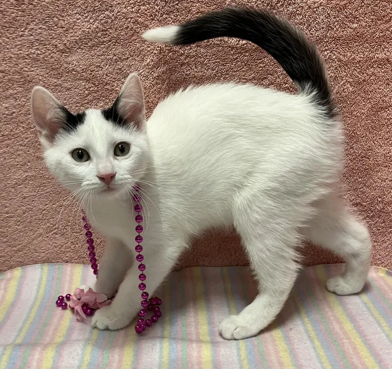 A baby medium-sized male Black & White / Tuxedo Domestic Short Hair cat named Balzac for adoption in Dublin, OH
