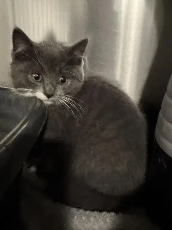 A baby small-sized male Domestic Short Hair cat named Mei for adoption in Grand Rapids, MI