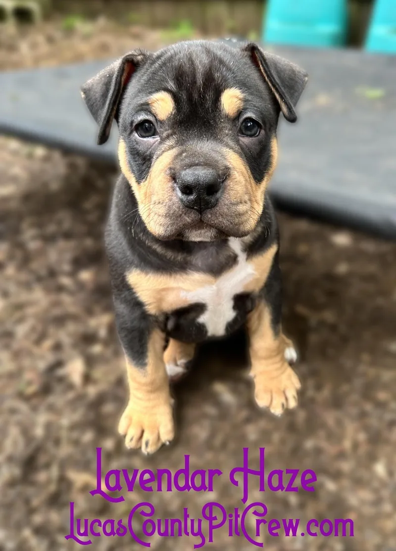 A baby large-sized female Tricolor (Brown, Black, & White) American Bully dog named Lavendar Haze for adoption in Toledo, OH