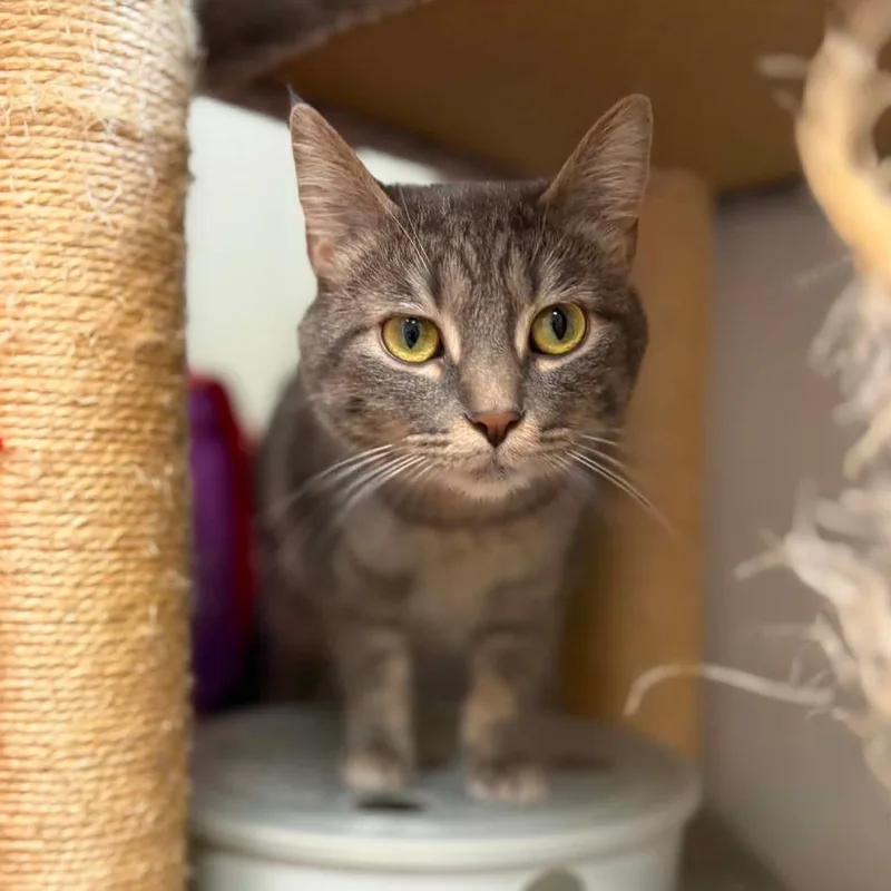 An adult small-sized female Gray / Blue / Silver Domestic Short Hair cat named Mimi for adoption in Milan, IL