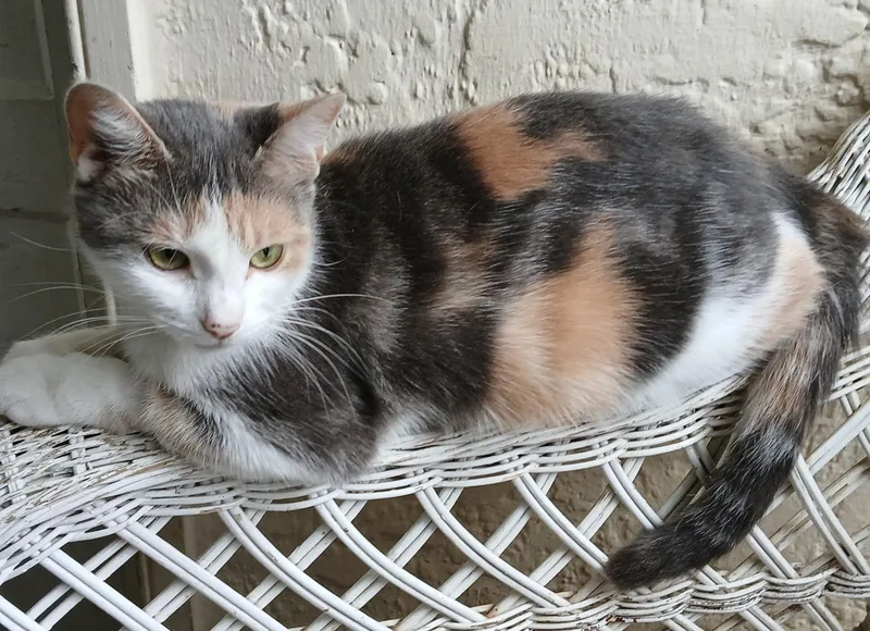 An adult medium-sized female Calico cat named Mystery for adoption in Lansdowne, PA