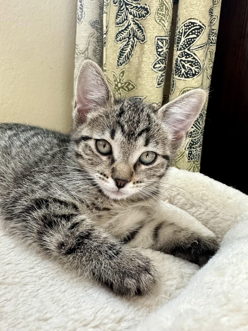 A baby medium-sized female Tabby (Gray / Blue / Silver) Domestic Short Hair cat named Bumble for adoption in Houston, TX