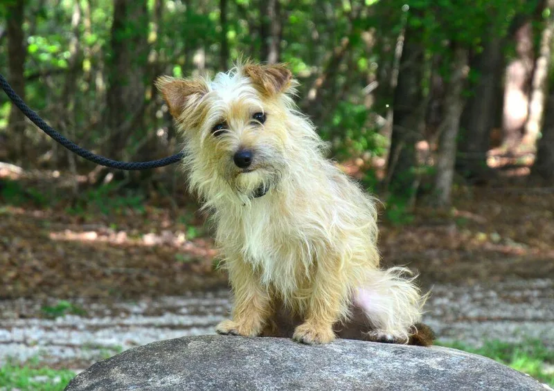 A young small-sized male Yellow / Tan / Blond / Fawn Yorkshire Terrier dog named Rusty for adoption in Willingboro, NJ