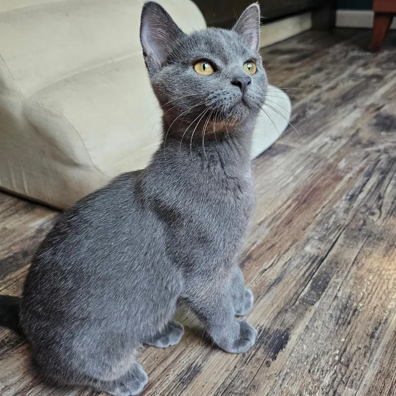 A baby small-sized female Tortoiseshell Domestic Short Hair cat named Sophia for adoption in Middleton, WI