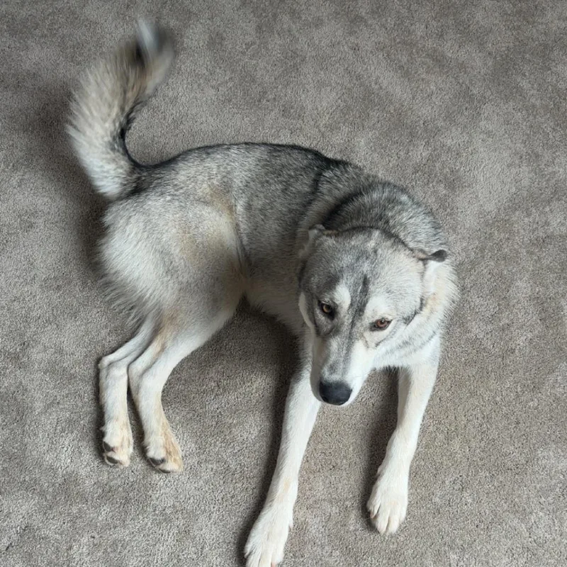 An adult medium-sized male Gray / Blue / Silver Siberian Husky dog named Rico for adoption in Oceanside, CA