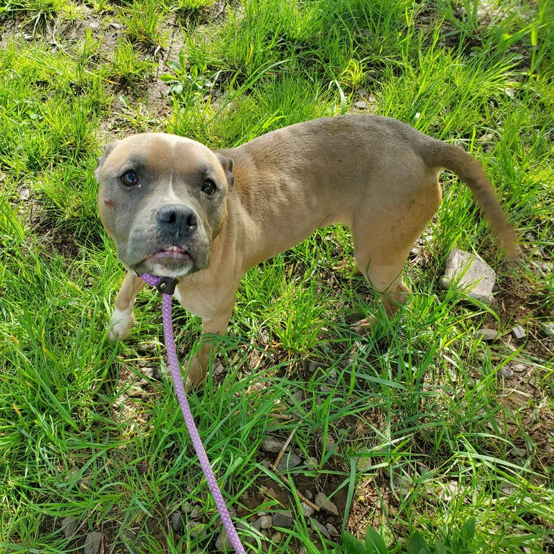 A young medium-sized female Apricot / Beige Pit Bull Terrier dog named Audi for adoption in Jersey city, NJ