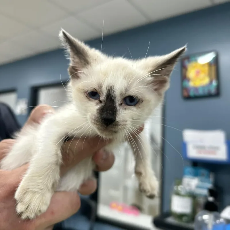 A baby small-sized male White Domestic Short Hair cat named Am for adoption in Newark, NJ