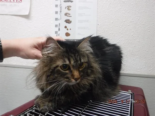An adult small-sized female Domestic Long Hair cat named Scamper for adoption in Oroville, CA