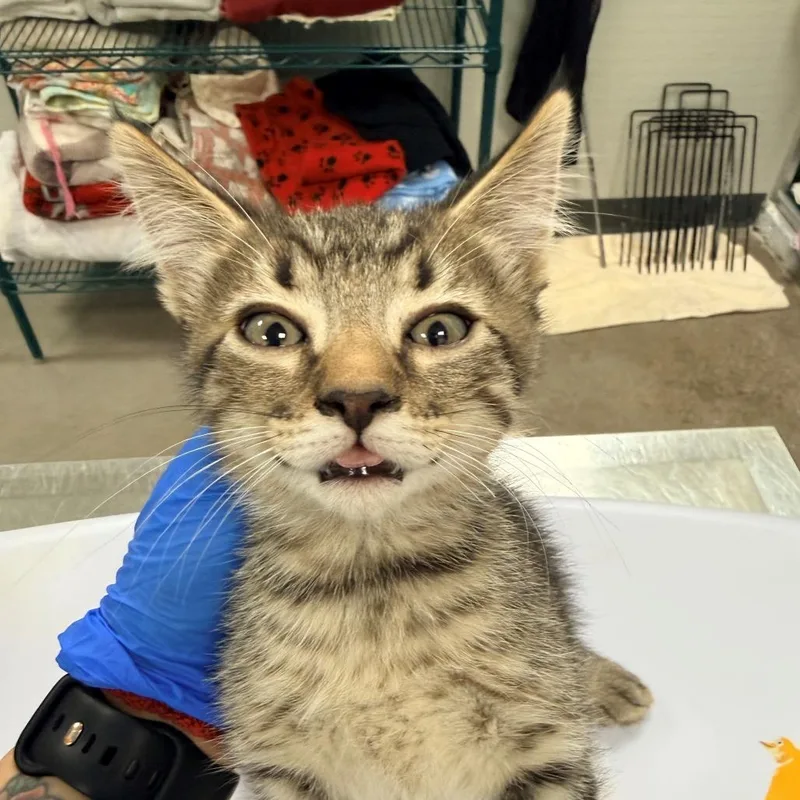 A baby small-sized male Brown / Chocolate Domestic Short Hair cat named 107446 for adoption in Las Cruces, NM
