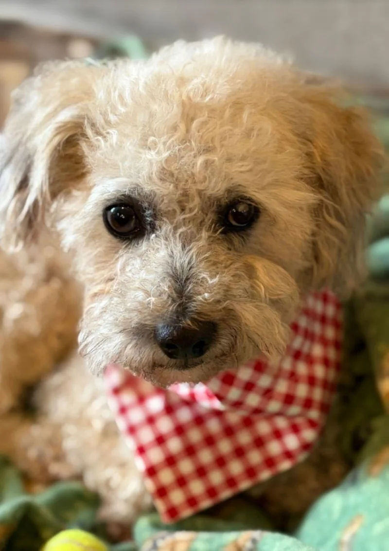An adult small-sized male White / Cream Poodle dog named Bigue for adoption in Racine, WI