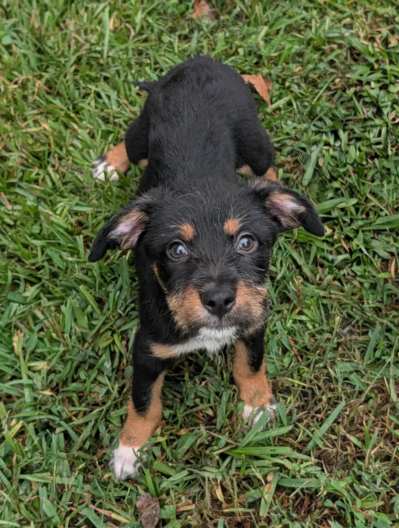 A baby medium-sized female Shepherd dog named Gracie Grapes for adoption in Baton Rouge, LA