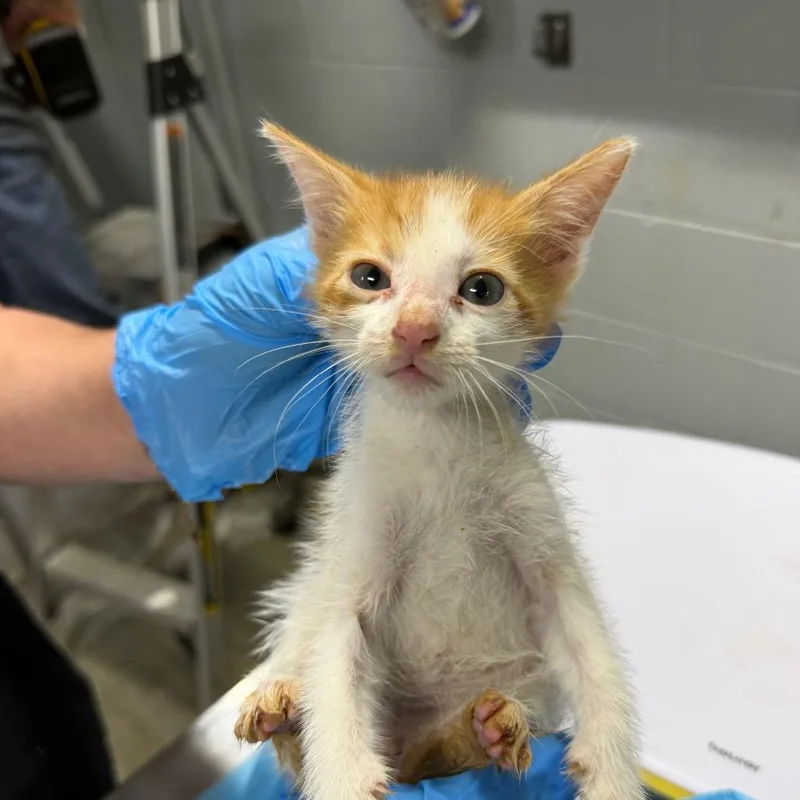 A baby small-sized male Orange / Red Domestic Short Hair cat named Baby Fudge for adoption in Summerville, SC