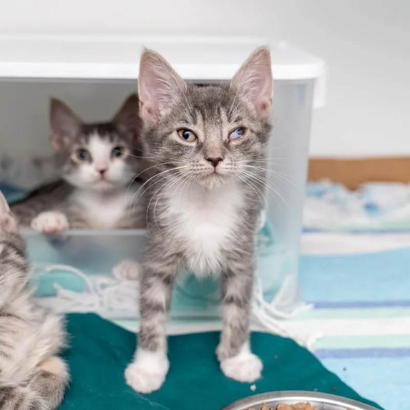 A baby small-sized male Gray / Blue / Silver Domestic Short Hair cat named Elote for adoption in New York, NY