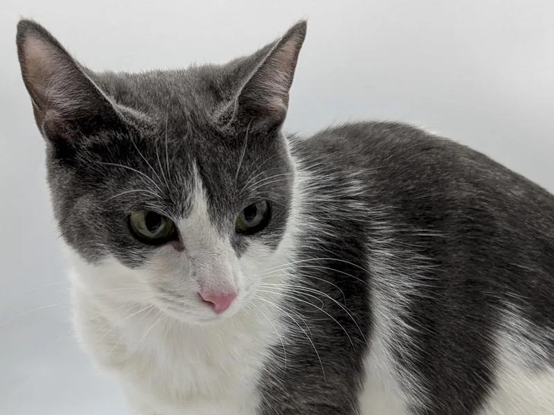 A young small-sized female Domestic Short Hair cat named Phyllis Vance for adoption in Powell, OH