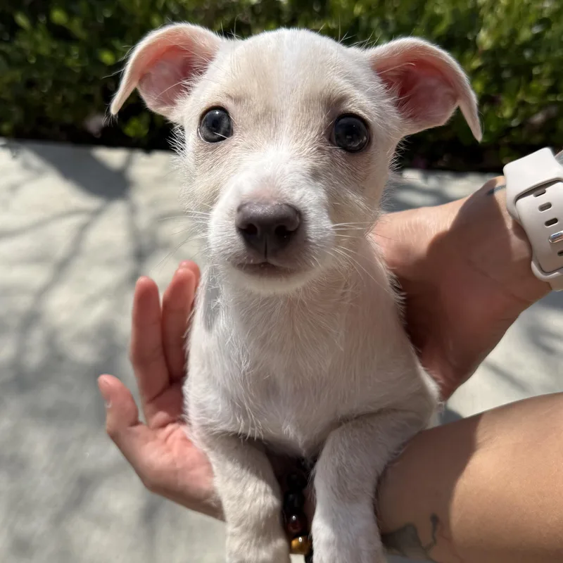 Ms. Little Taffy thumbnail 2