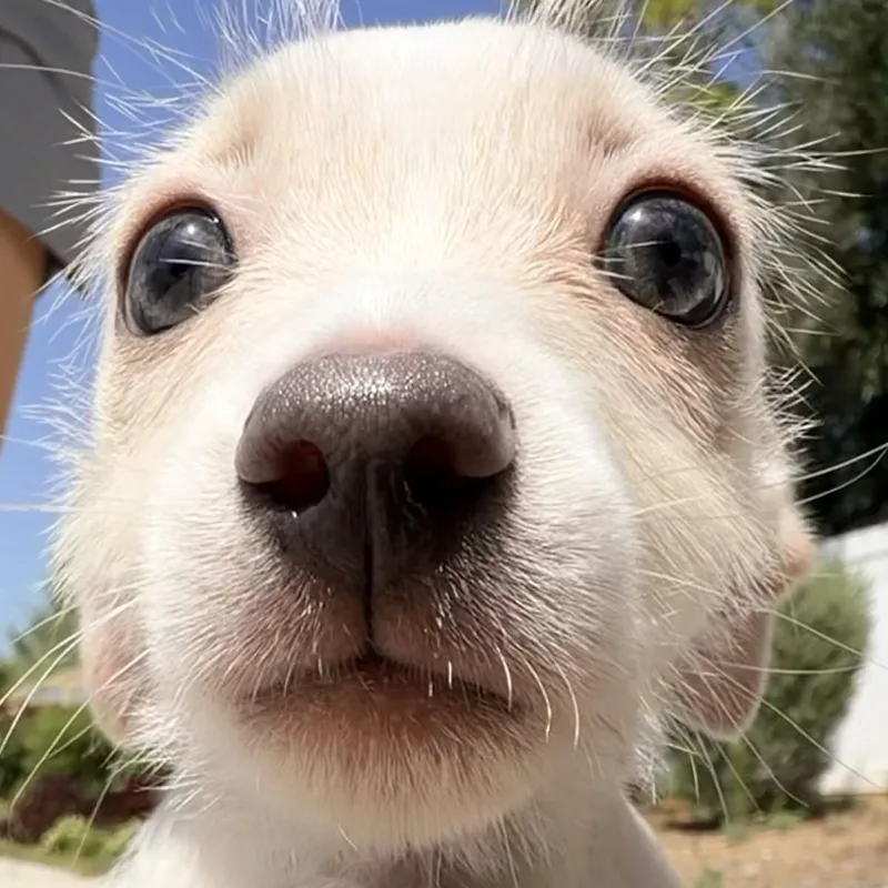 Ms. Little Taffy thumbnail 3