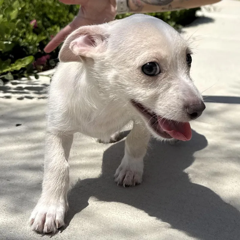 Ms. Little Taffy thumbnail 4