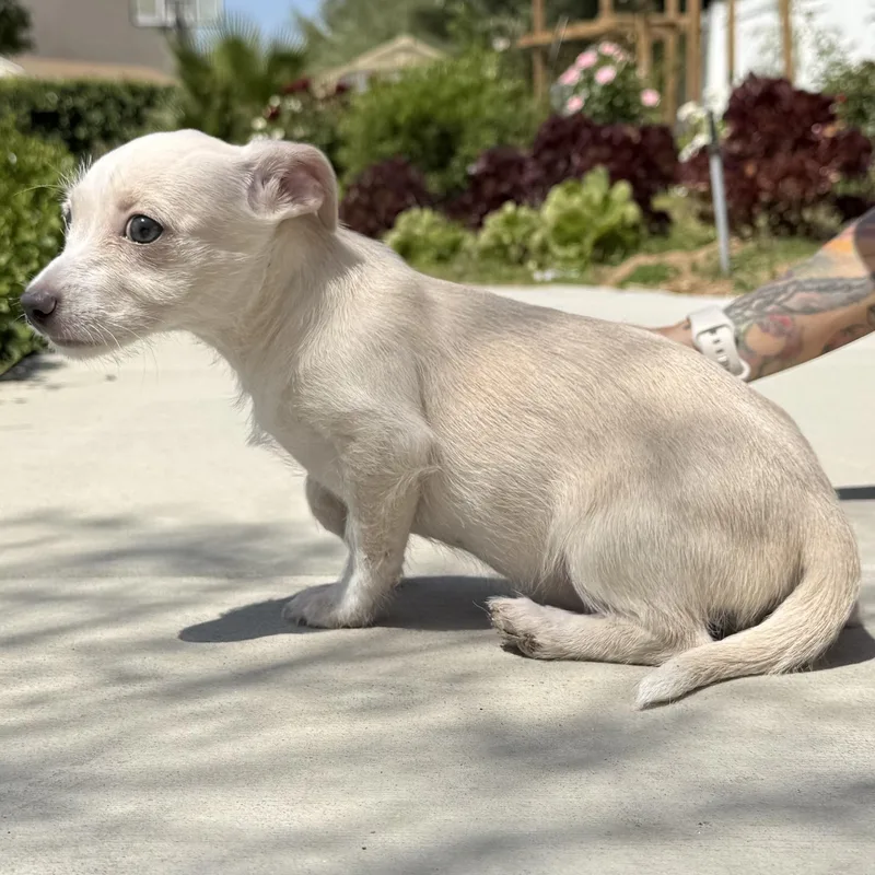 Ms. Little Taffy thumbnail 5