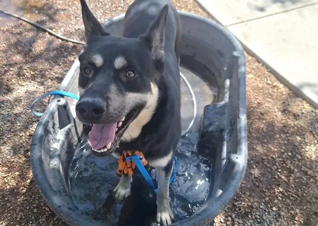 An adult large-sized male German Shepherd Dog dog named Diesel for adoption in Mesa, AZ