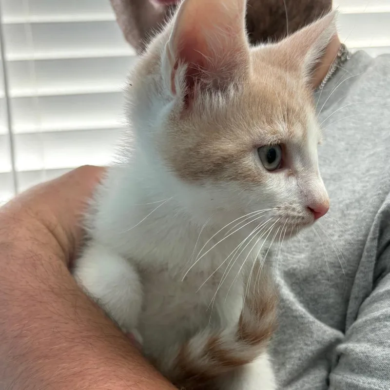 A baby small-sized male Gray / Blue / Silver Domestic Short Hair cat named Topaz for adoption in New Fairfield, CT