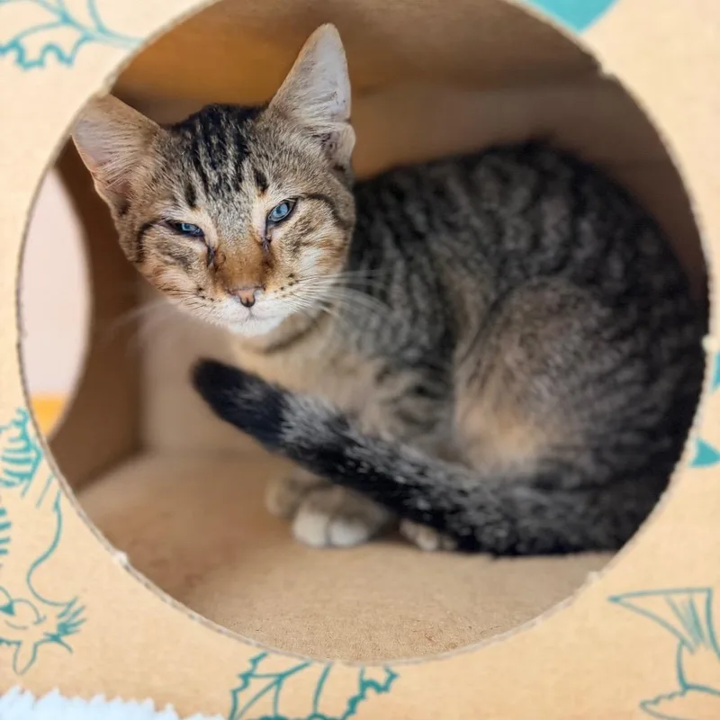 A baby small-sized male Brown / Chocolate Domestic Short Hair cat named Wolf for adoption in Sarasota, FL