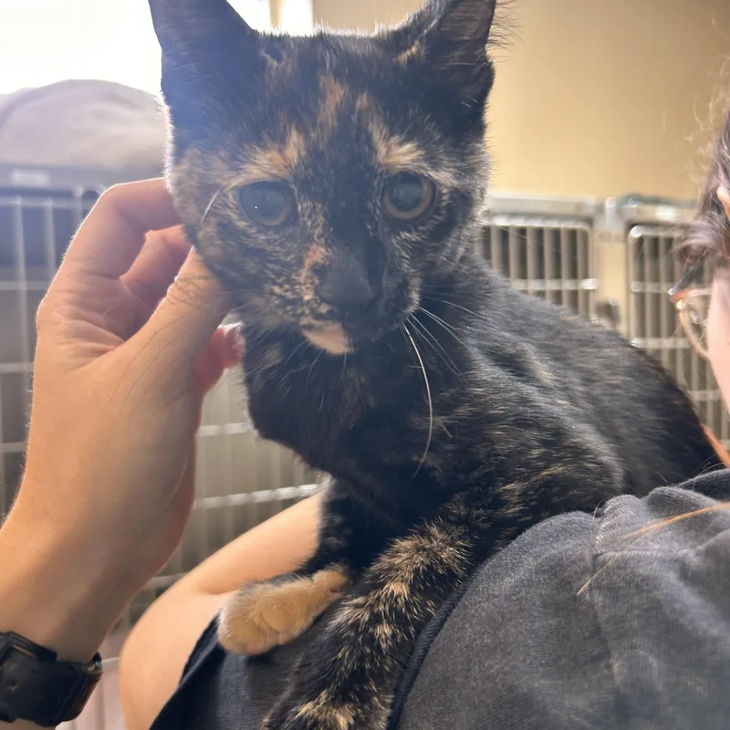 A young small-sized female Tortoiseshell Domestic Short Hair cat named Wafer for adoption in Myerstown, PA