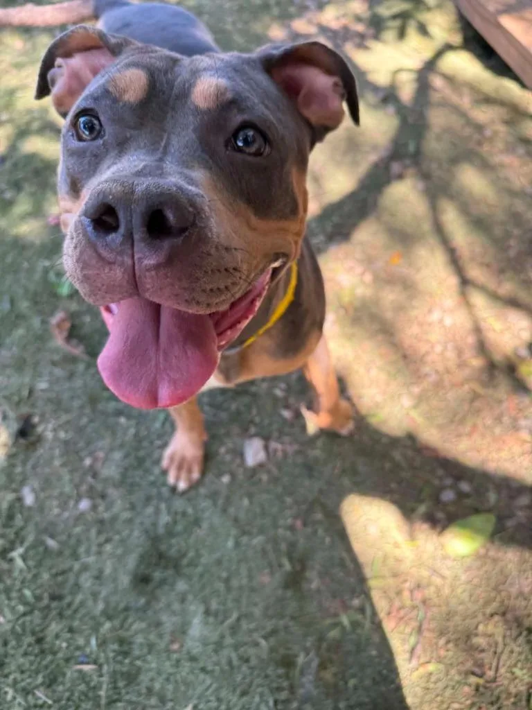 A young medium-sized female American Staffordshire Terrier dog named Moxie for adoption in San Diego, CA