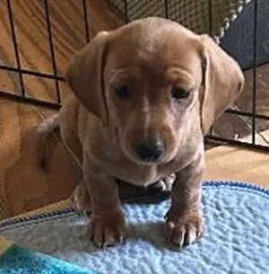 A baby small-sized female Apricot / Beige Miniature Dachshund dog named Faith Bug for adoption in Georgetown, KY