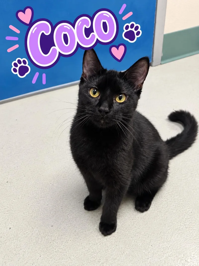 An adult medium-sized male Domestic Short Hair cat named Coco for adoption in Quincy, WA