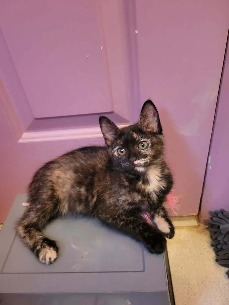 A baby medium-sized female Domestic Short Hair cat named Sula for adoption in Candler, NC
