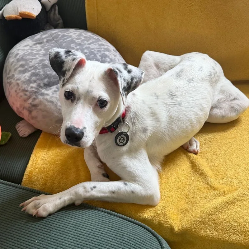 Princess thumbnail 2