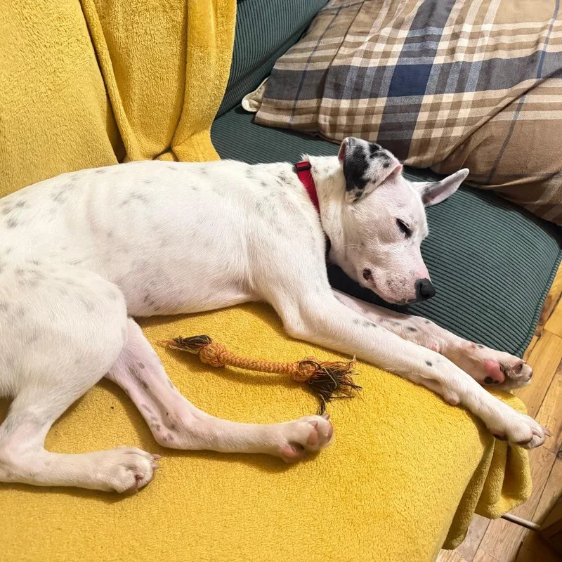 Princess thumbnail 3