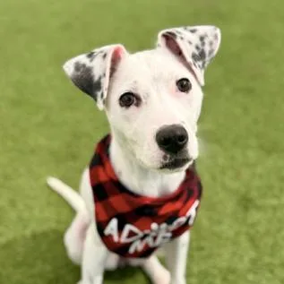 Princess thumbnail 4